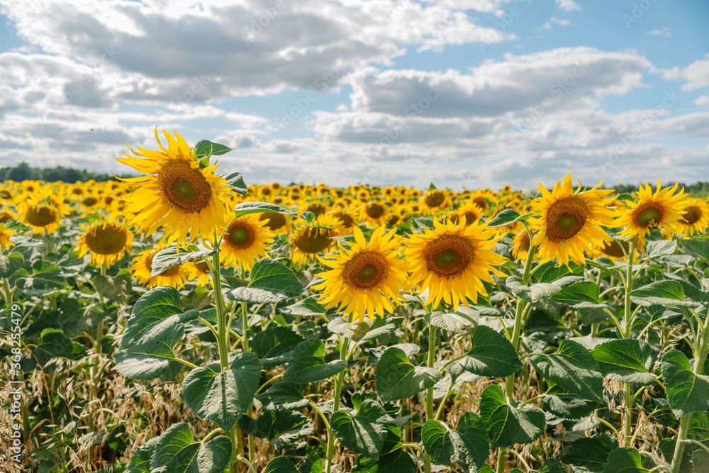 Obraz premium Sunflower in a field of sunflowers under blue sky and beautiful clouds in an agricultural field