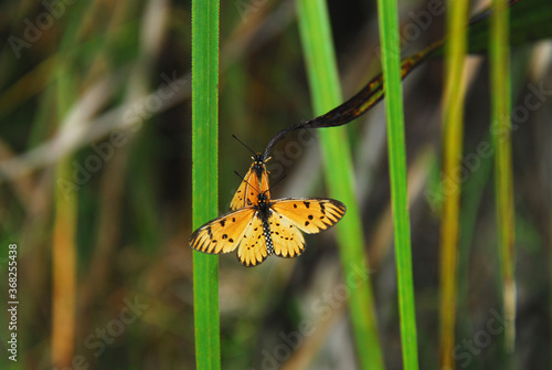 NATURE- Mating Butterflies in South Africa photo