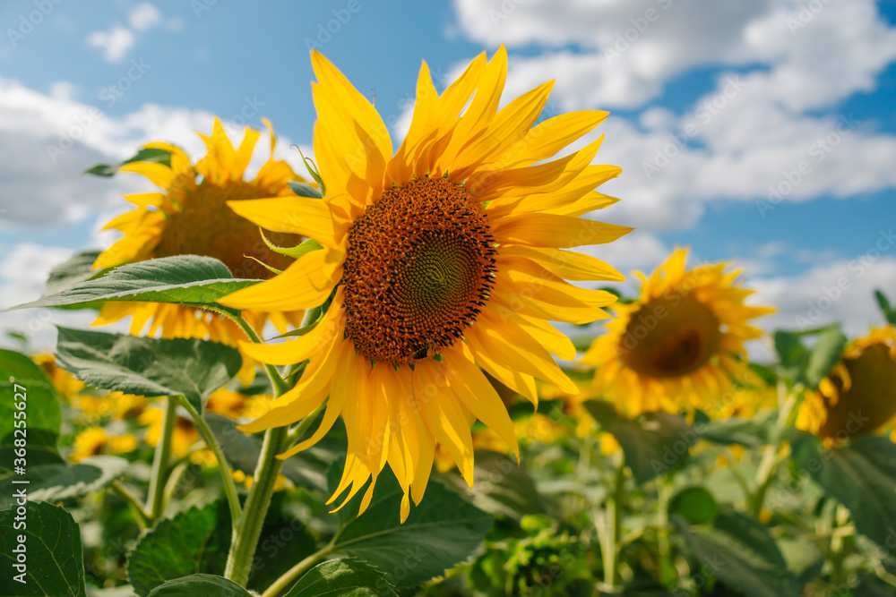 Sunflower in a field of sunflowers under blue sky and beautiful clouds in an agricultural field