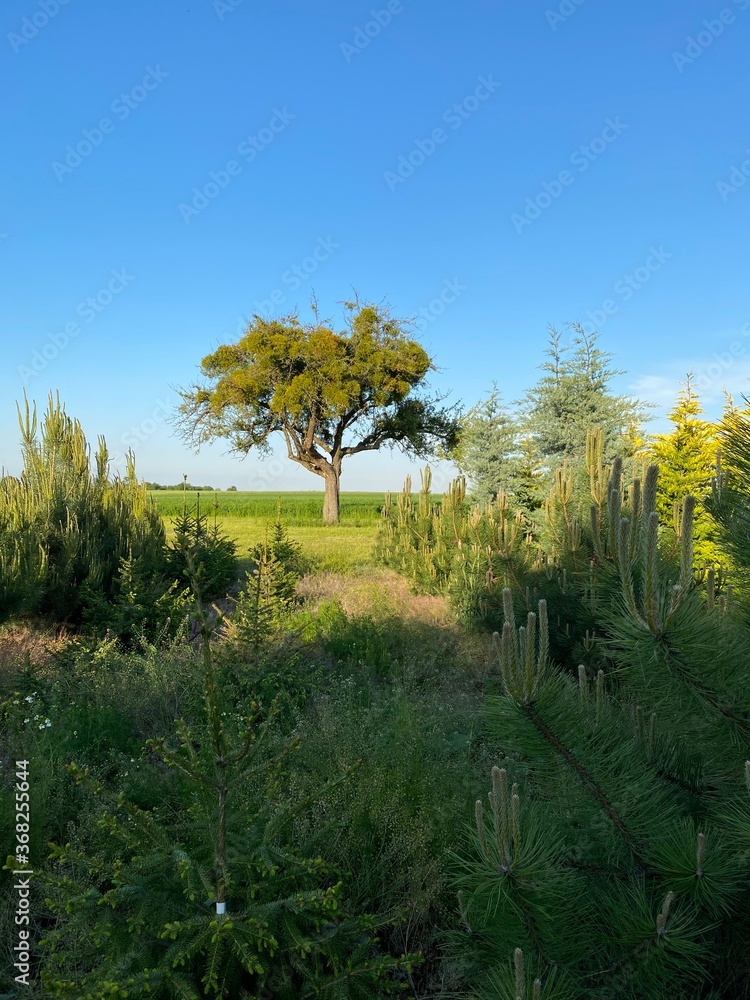 Fototapeta premium Schöner Baum vor blauem Himmel umringt von Büschen im Frühling