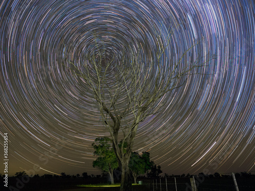 startrail and tree