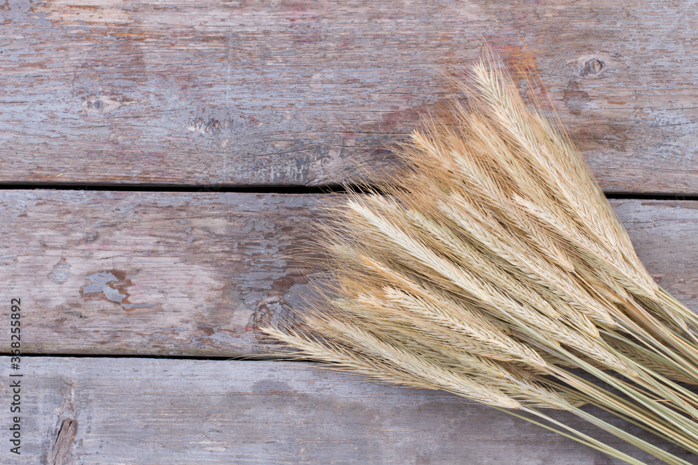 Fototapeta premium Sheaf of wheat ears, top view. Ripe wheat ears on vintage wooden boards. Space for text.