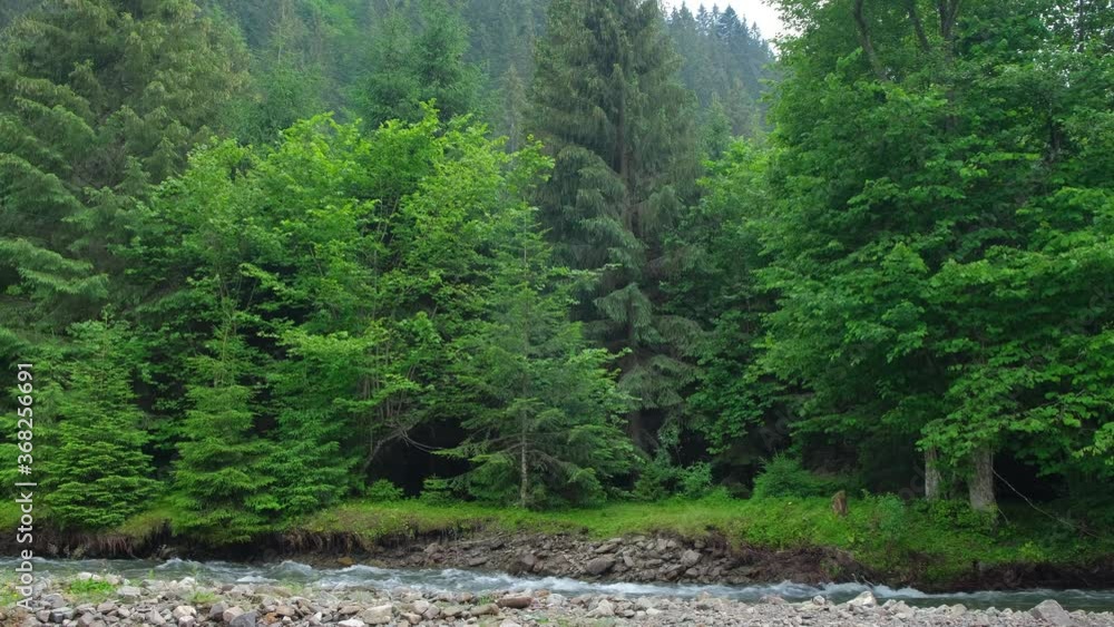 Mountain river against the background of a coniferous forest.