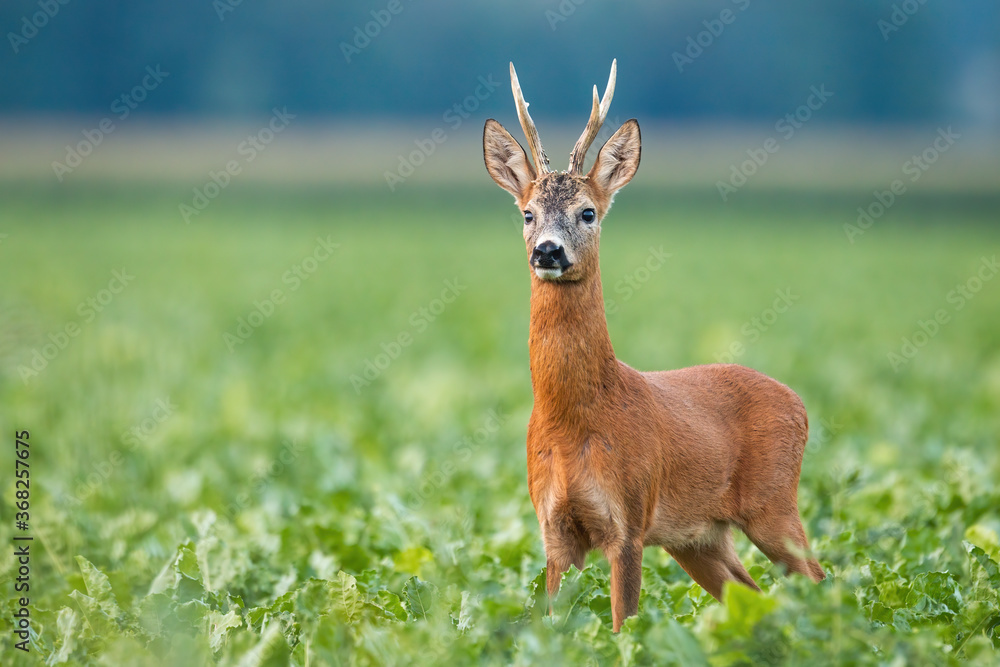 Alert roe deer, capreolus capreolus, standing on field in summer nature. Magnificent mammal looking to the camera in beet leaves. Roebuck with huge antlers watching on countryside. Alert roe deer, capreolus capreolus, standing on field in summer nature. Magnificent mammal looking to the camera in beet leaves. Roebuck with huge antlers watching on countryside.