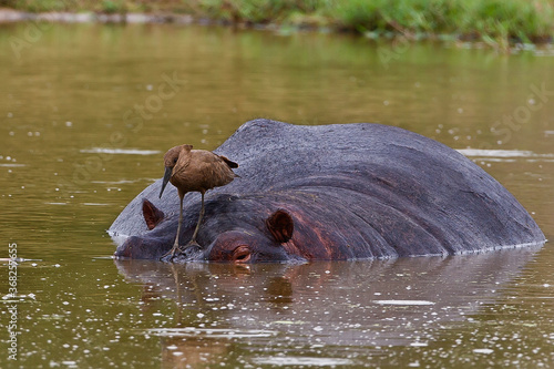Hamerkop bird on hippo in water