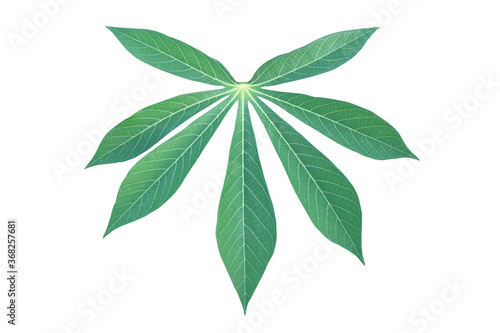 Cassava leaf isolated on white background.