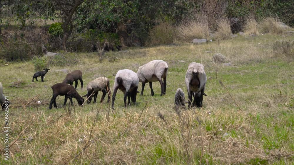 Herd obets. Homemade dumplings in the spring in the meadow. farming concept.Little fluffy black lamb and many white adult sheep on the farm eating grass. green meadow. 4K Herd obets. Homemade dumplings in the spring in the meadow. farming concept.Little fluffy black lamb and many white adult sheep on the farm eating grass. green meadow. 4K