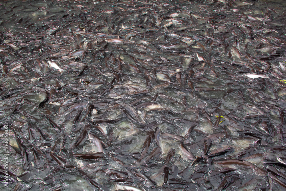 Fish in the river of green water Fish in the river of green water