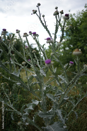 Purple flowering plant Cotton thistle, Scotch or Scottish thistle (Onopordum acanthium)