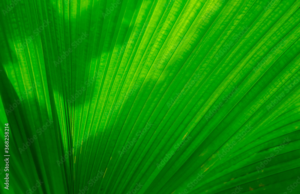 Green leaf backgrounds or textures Green leaf backgrounds or textures