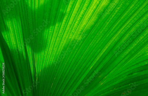  Green leaf backgrounds or textures