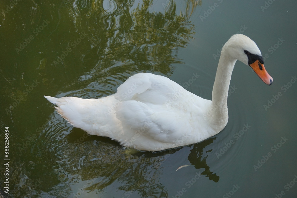 Fototapeta premium Alone white swan floating in a pond.