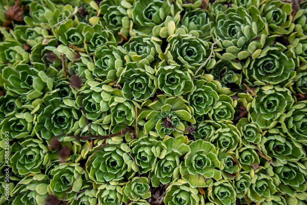 Green Cactus Background Texture Green Cactus Background Texture