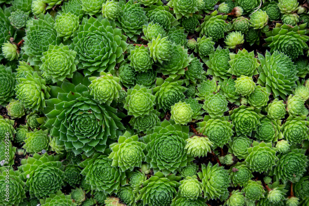 Close up cactus texture Close up cactus texture