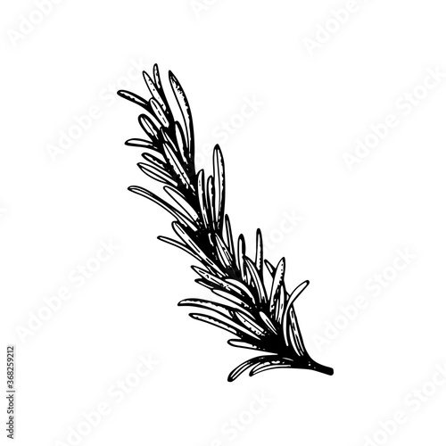 Rosemary or Rosmarinus officinalis, vintage engraving.