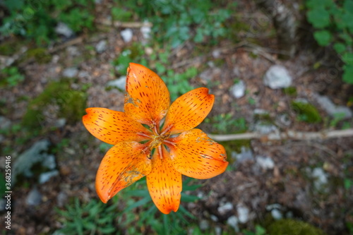 Macro on an orange flower in summer