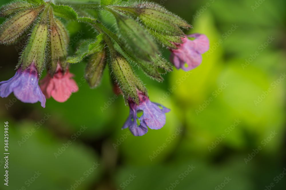 fresh lungwort and green background fresh lungwort and green background
