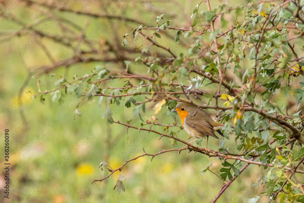 Robin (Erithacus rubecula), standing on a small branch.
Robin (Erithacus rubecula), standing on a small branch.