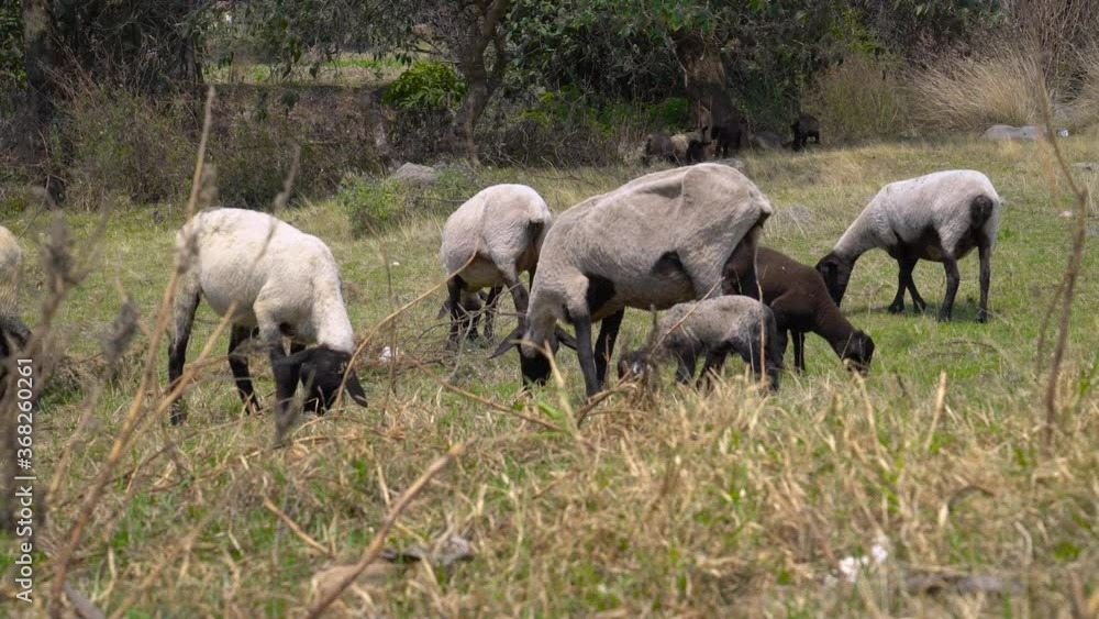 long shot. agriculture concept. A herd of sheared domestic sheep on a farm eats grass. green meadow. 4K long shot. agriculture concept. A herd of sheared domestic sheep on a farm eats grass. green meadow. 4K
