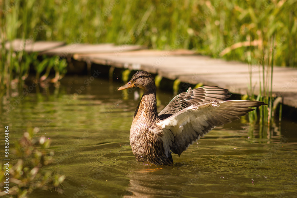 Fototapeta premium duck in the pond