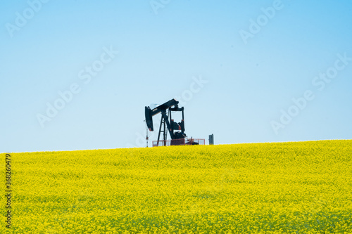 An oil pump-jack in the middle of a bright white canola field - two types of oil