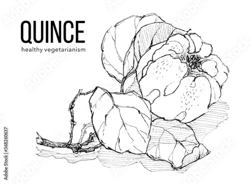 Φωτογραφία Sprig of ripe quince on white background