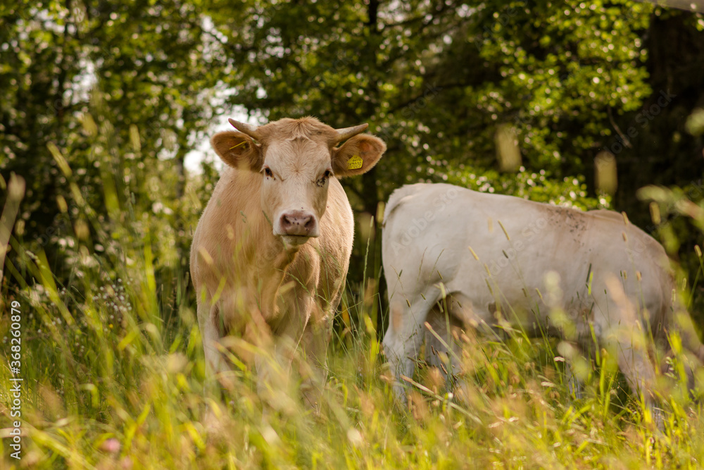 cows in the meadow