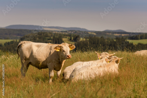 cows in the meadow