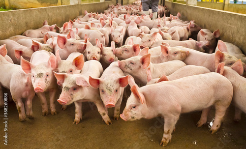 suinocultura porcos novos na granja photo