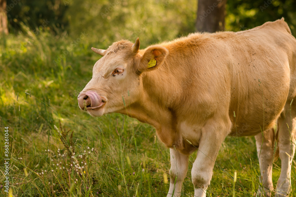 cow in a meadow cow in a meadow