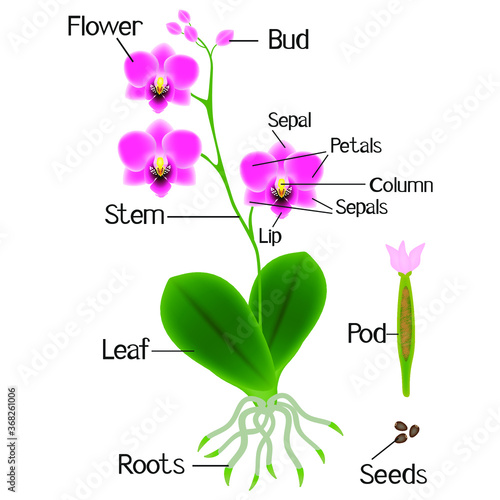 Part of a plant of pink orchid isolated on white background.