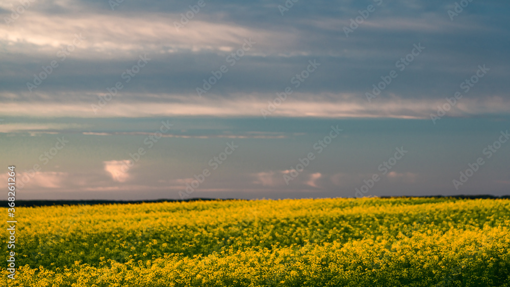 Canola field at dawn with vivid colored blues, pinks, yellows, and orange skies.