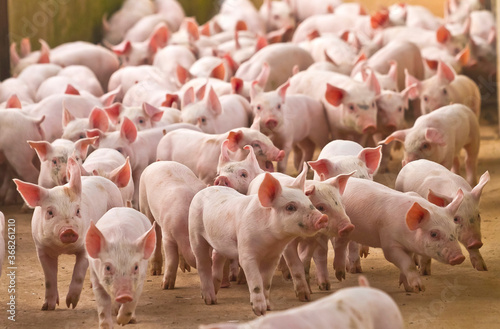 suinocultura porcos novos na granja photo