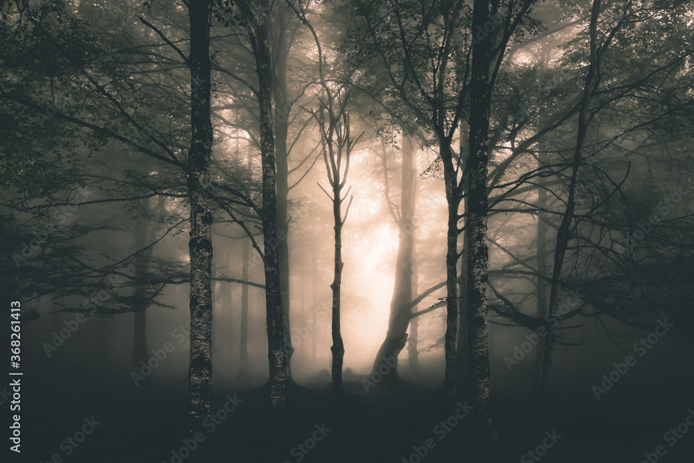 mysterious light in the misty forest mysterious light in the misty forest