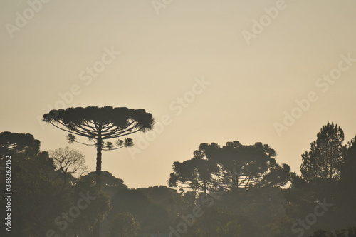 Araucaria angustifolia at dawn in the Curitiba winter.