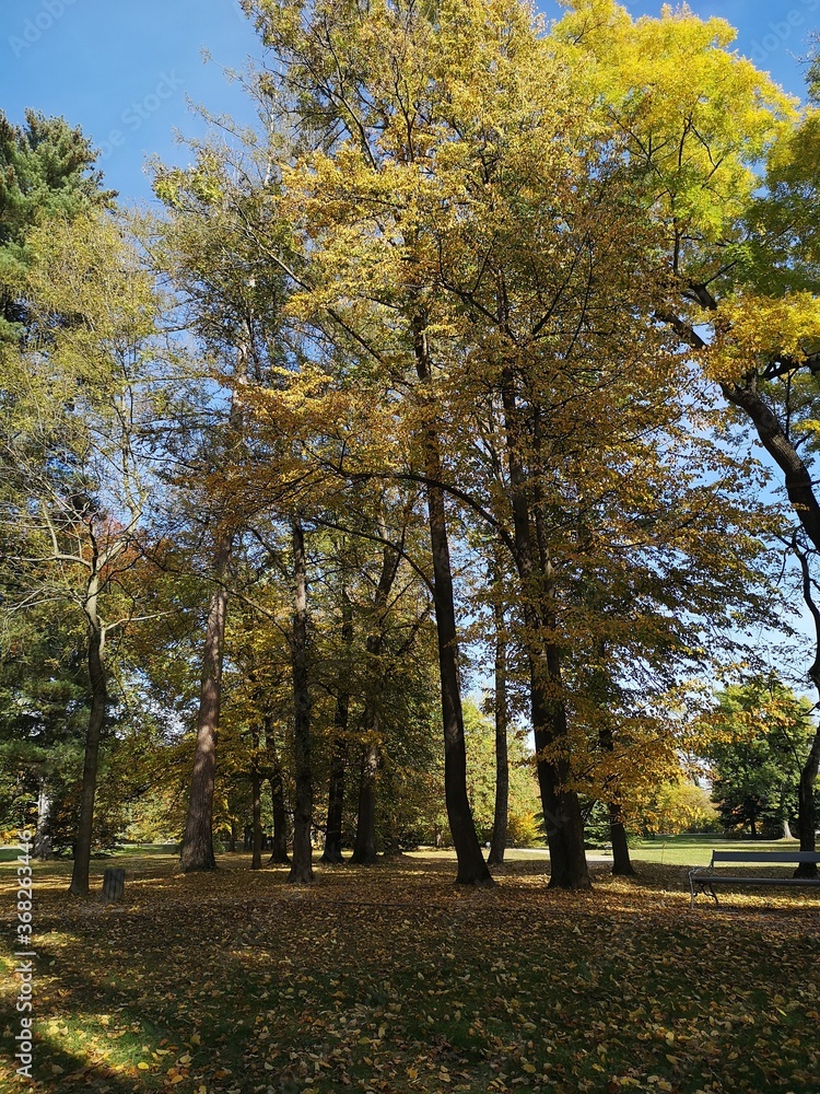 Naklejka premium Alberi