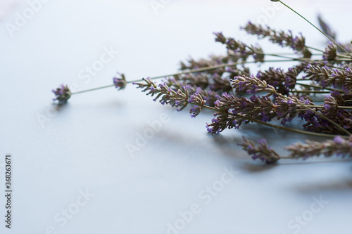 Bunch of lavender flowers on a light blue background