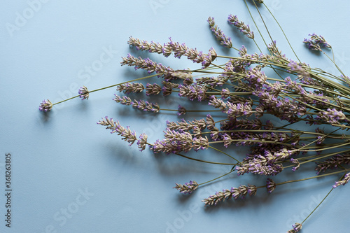 Bunch of lavender flowers on a light blue background