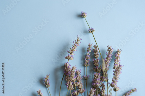 Bunch of lavender flowers on a light blue background