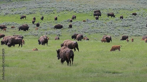 American bison in the Spring at Yellowstone National park