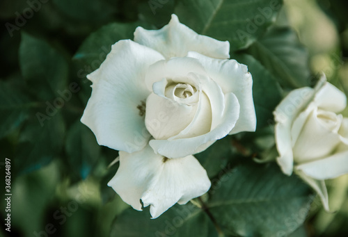 close up of a white rose on the green background. graphic resource  free space 