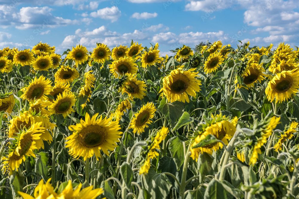 Fototapeta premium Bright yellow sunflowers in full bloom in garden for oil improves skin health and promote cell regeneration