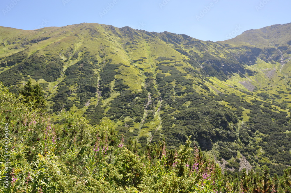 Fototapeta premium Trawiaste, tarzańskie zbocze w letni, słoneczny dzień