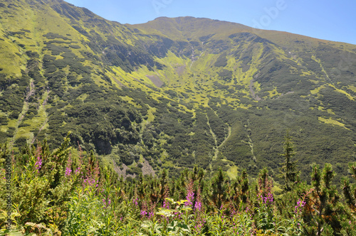 Panorama na zielone, tatrzańskie szczyty i kwitnące różowe kwiaty, Tatry Zachodnie