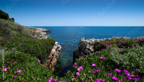 Red flowers, blue sea, blue sky on the "Cap d'Antibes", French riviera , France