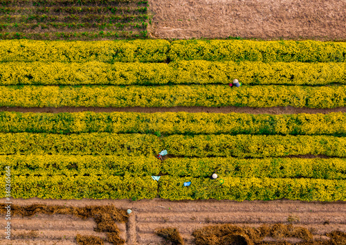 Chrysanthemum harvest in hungyen
 photo