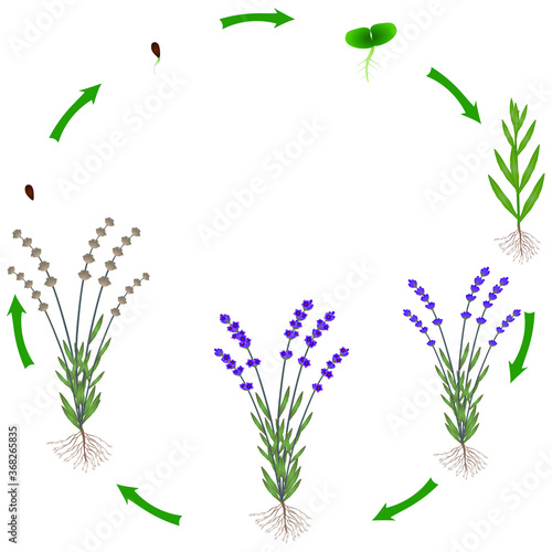 Life cycle of a lavender plant on a white background.