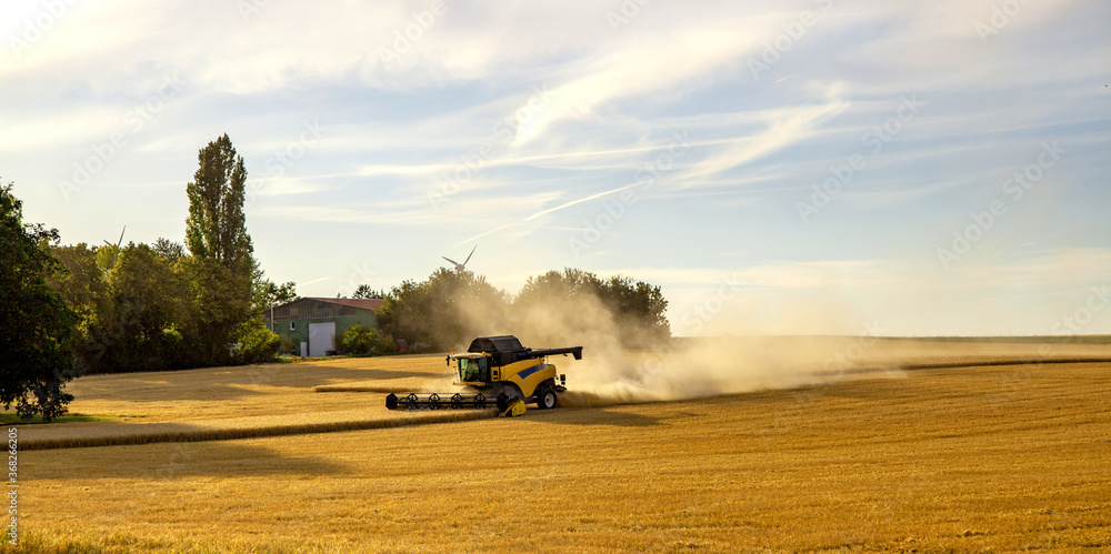 Fototapeta premium Panoramic view at combine harvester working on a wheat field. Harvesting the wheat. Agriculture. Panoramic banner.