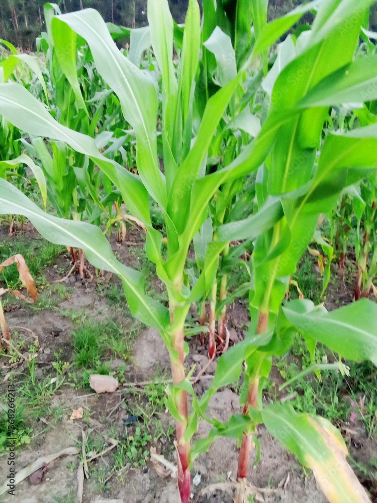 Obraz premium green corn field, maize plant, leaves, garden, agricultural, vegetation