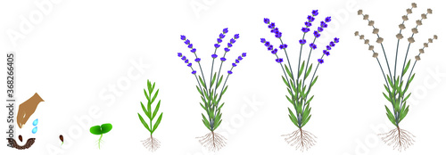 Cycle of growth of a plant of a lavender isolated on a white background.